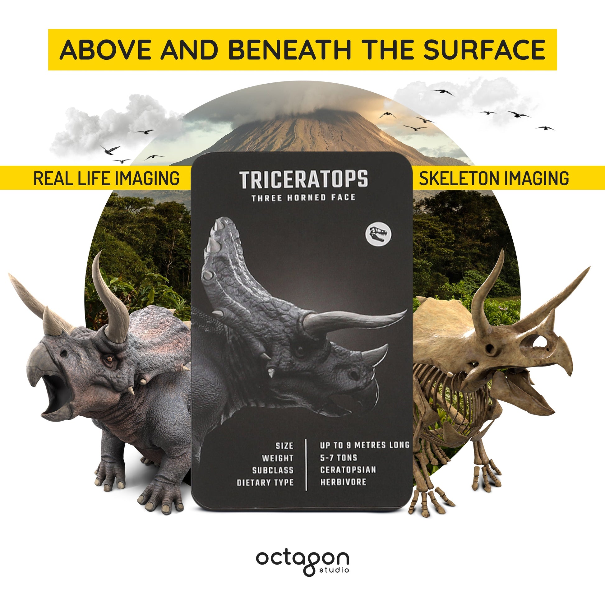 Triceratops display with real-life and skeleton imaging on a white background