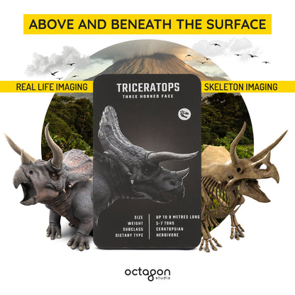 Triceratops display with real-life and skeleton imaging on a white background