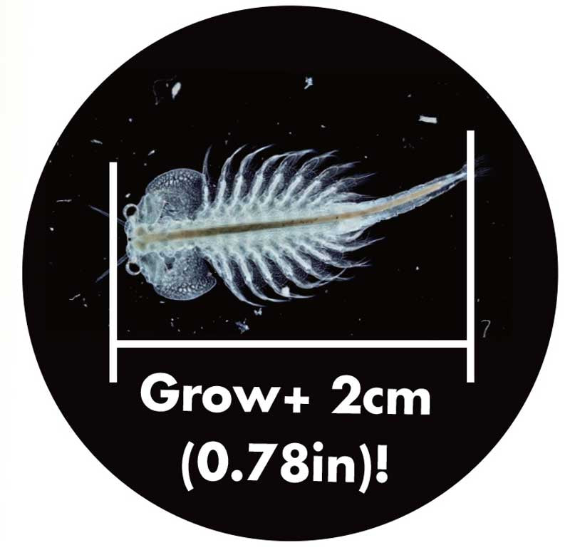 SEA MONKEYS MAGIQUARIUM Illustration of a small marine creature with measurement text on a black background