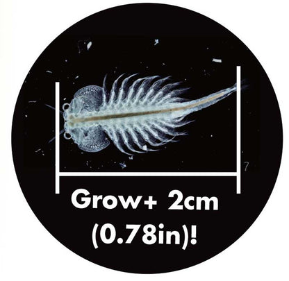 SEA MONKEYS MAGIQUARIUM Illustration of a small marine creature with measurement text on a black background
